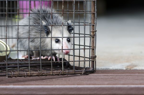 Madison Wildlife Removal