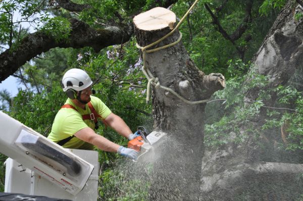 Madison Tree Trimming