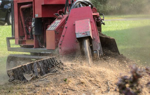 Madison Tree Removal
