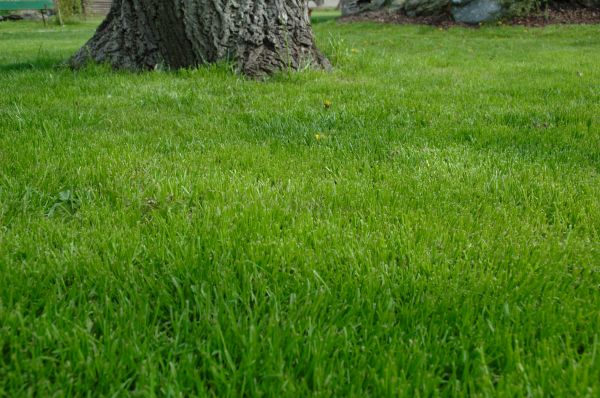 Madison Lawn Treatment